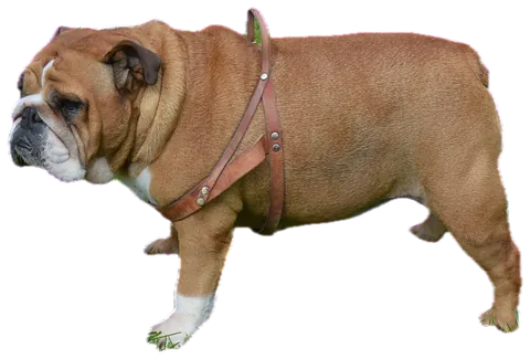Bulldog