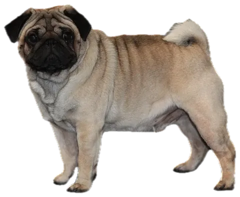 Carlino (pug)