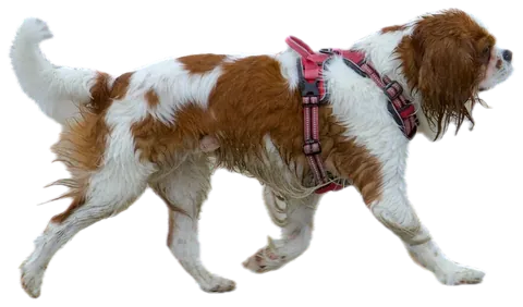 Cavalier King Charles Spaniel